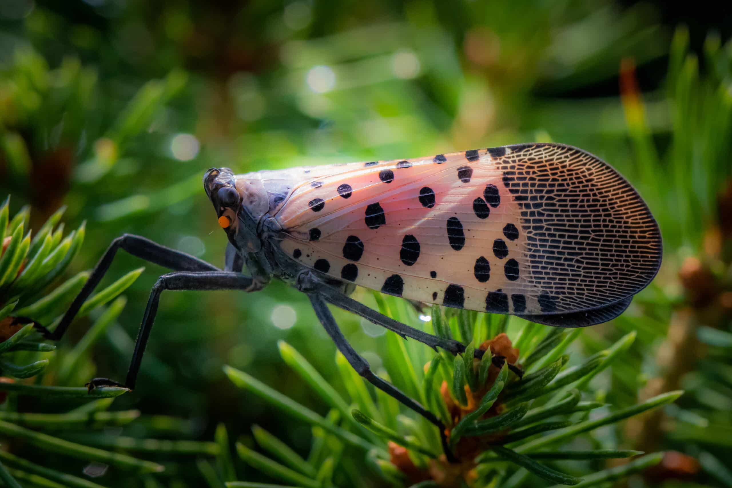 spotted lanternflies
