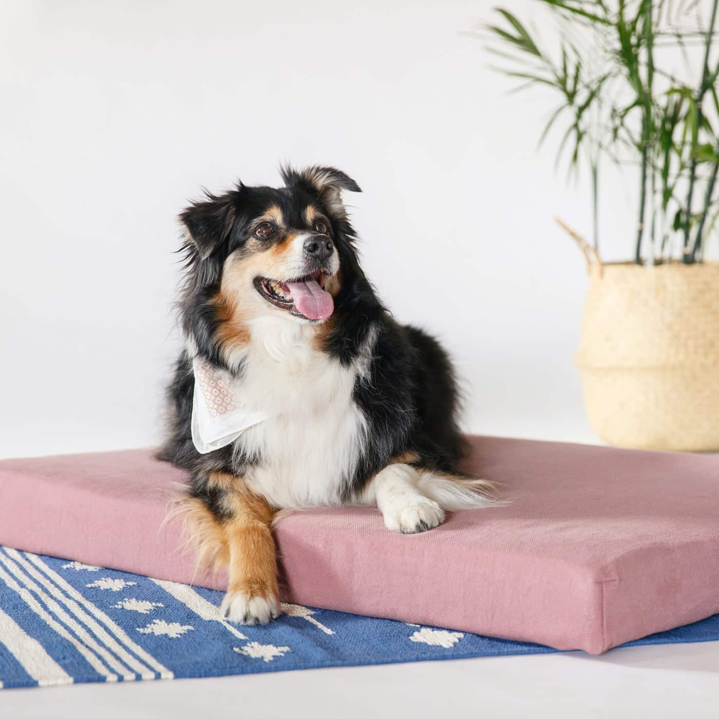 The 10 Best EcoFriendly & NonToxic Dog Beds LeafScore
