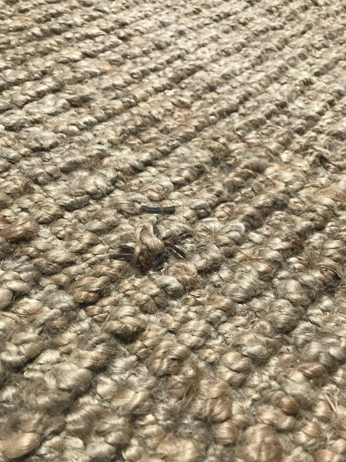 The 9 Best Natural Fiber Rugs for Your Living Room LeafScore