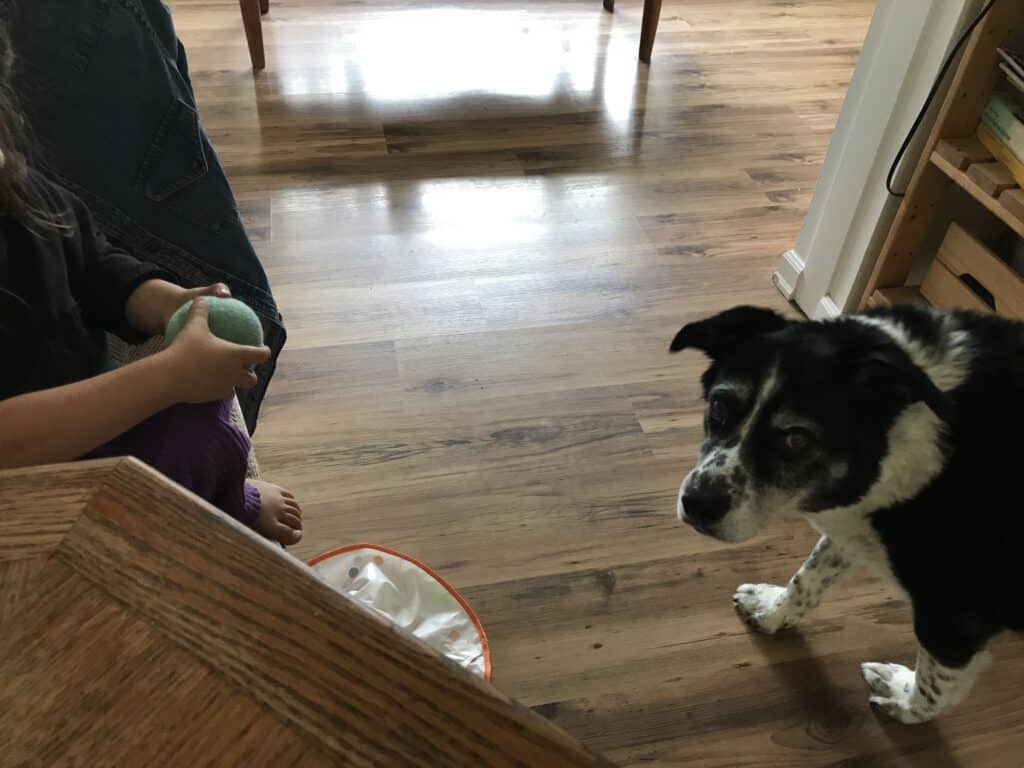 awoo felt dog ball catch